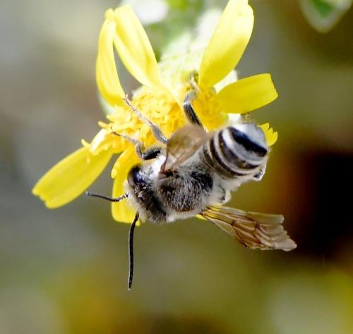 Réf. 239 624 : Megachile sp.